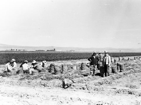 Many of the Japanese Americans incarcerated at Tule Lake had been farmers before the war. At camp, they were employed as field workers, often for $12 a month. Here, incarcerees work in a carrot field.